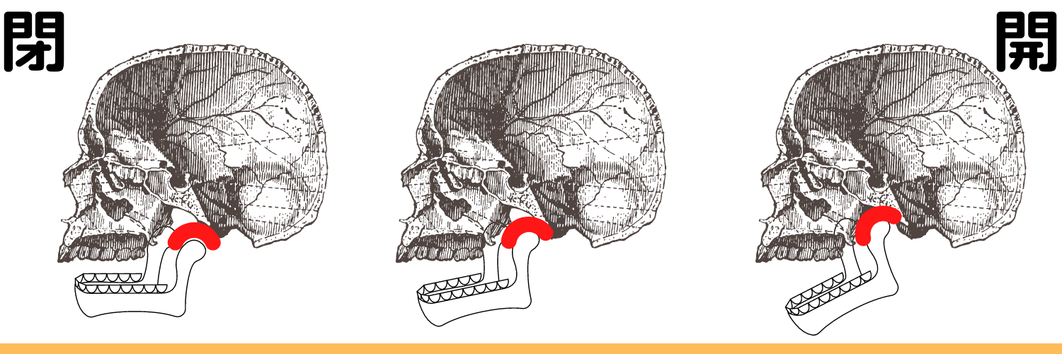 頭蓋骨3体のイラストで顎の動きを説明